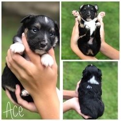 Miniature Australian Shepherd Puppy for sale in PURVIS, MS, USA