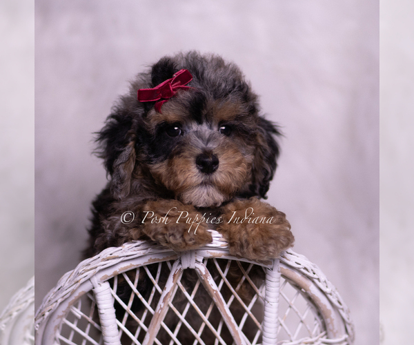 Medium Photo #17 Poodle (Miniature) Puppy For Sale in WARSAW, IN, USA