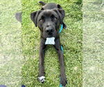 Small #13 Boxer-Brittany Mix