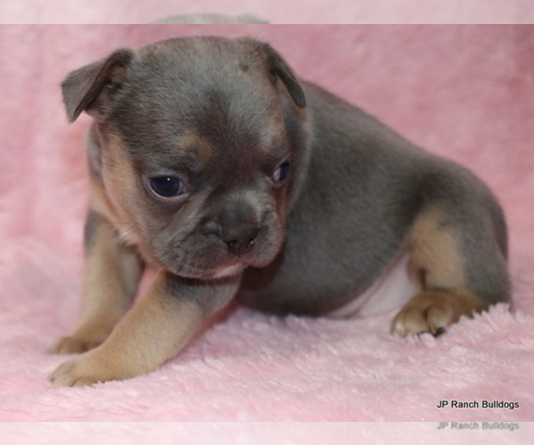 Medium Photo #18 French Bulldog Puppy For Sale in WINNSBORO, TX, USA