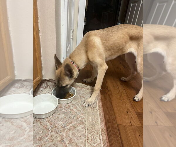 Medium Photo #2 German Shepherd Dog-Unknown Mix Puppy For Sale in Imlay City, MI, USA