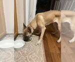 Small #1 German Shepherd Dog Mix