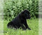 Small Photo #4 Cane Corso Puppy For Sale in QUARRYVILLE, PA, USA