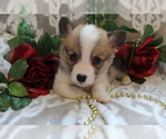 Small Photo #2 Pembroke Welsh Corgi Puppy For Sale in SHILOH, OH, USA