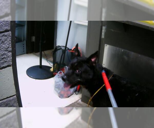 Medium Photo #1 Anatolian Shepherd-Unknown Mix Puppy For Sale in Tulsa, OK, USA