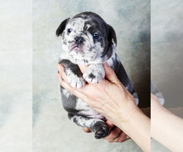 Medium Photo #2 French Bulldog Puppy For Sale in COCOA, FL, USA