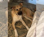 Small German Shepherd Dog Mix