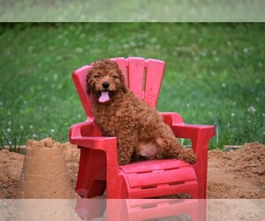 Cavapoo (Miniature) Puppy for Sale in STANLEY, Wisconsin USA
