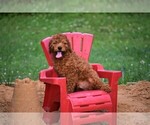 Image preview for Ad Listing. Nickname: Litter of 7