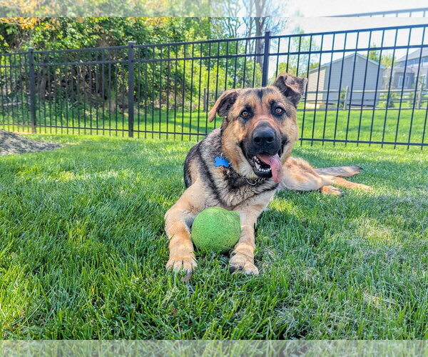 Medium Photo #6 German Shepherd Dog Puppy For Sale in Landenberg, PA, USA