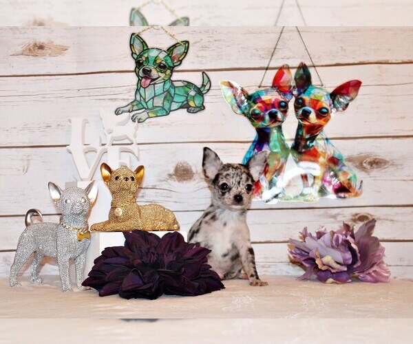Medium Photo #1 Chihuahua Puppy For Sale in CHARLESTON, AR, USA