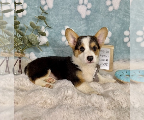 Medium Photo #5 Pembroke Welsh Corgi Puppy For Sale in NOBLESVILLE, IN, USA
