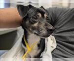 *OLLIE - Male Chug Dog for Adoption - Small photo