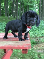 Dachshund Puppy for sale in TIGERTON, WI, USA