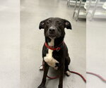 Small Labrador Retriever Mix