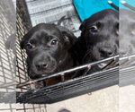 Small #1 Labrador Retriever Mix
