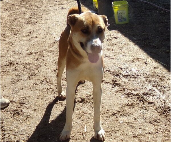 Medium Photo #1 Mutt Puppy For Sale in Golden Valley, AZ, USA