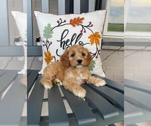 Cavapoo Puppy for sale in FRANKLIN, IN, USA
