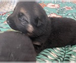 Small Photo #6 German Shepherd Dog Puppy For Sale in KENNESAW, GA, USA