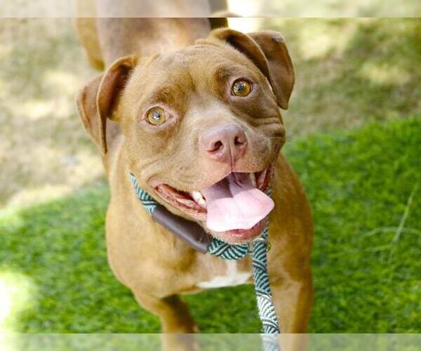 Medium Photo #2 American Pit Bull Terrier Puppy For Sale in Tallahassee, FL, USA