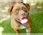 Small #1 American Pit Bull Terrier