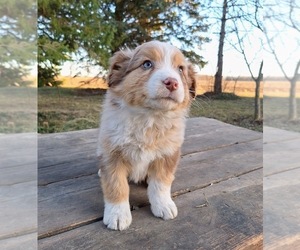Australian Shepherd Puppy for sale in SAINT JOHNS, MI, USA
