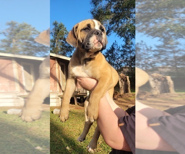 Medium Photo #1 American Bulldog-English Bulldog Mix Puppy For Sale in DAPHNE, AL, USA