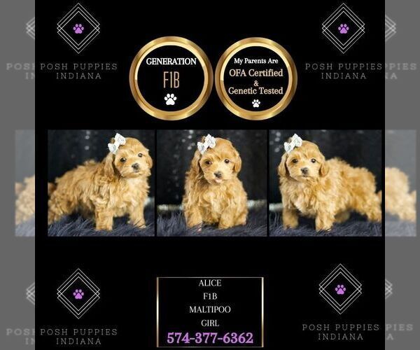 Medium Photo #112 Maltipoo Puppy For Sale in WARSAW, IN, USA