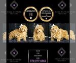 Small Photo #112 Maltipoo Puppy For Sale in WARSAW, IN, USA