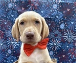 Small Photo #25 Labrador Retriever Puppy For Sale in ALAFAYA, FL, USA
