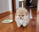 Small Photo #4 Pomeranian Puppy For Sale in WEST CHICAGO, IL, USA