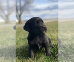 Small Bernese Mountain Dog-Labrador Retriever Mix