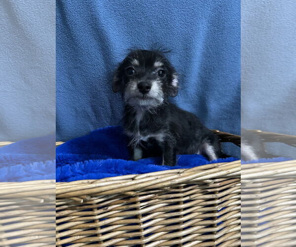 Medium Photo #2 Chiranian Puppy For Sale in Pacolet, SC, USA