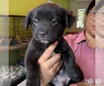 Small Labrador Retriever-Retriever  Mix