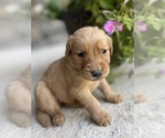 Small Photo #2 Golden Retriever Puppy For Sale in FORDLAND, MO, USA