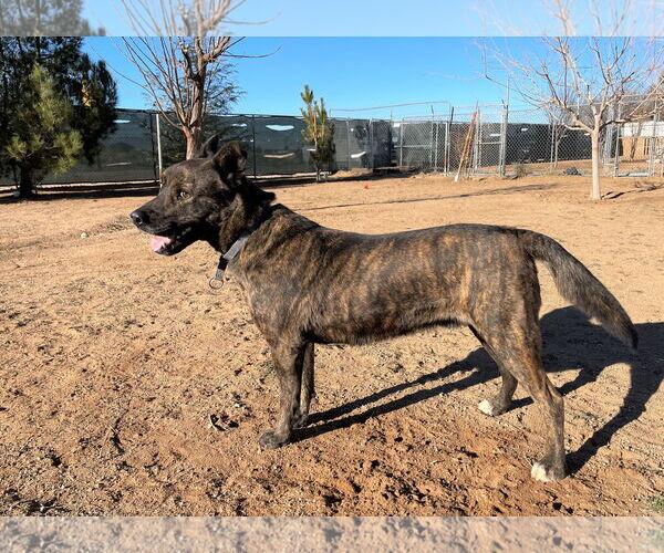 Medium Photo #6 Holland Shepherd-Unknown Mix Puppy For Sale in Apple Valley, CA, USA
