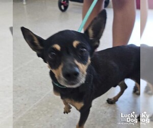 Chihuahua-Unknown Mix Dogs for adoption in Washington, DC, USA