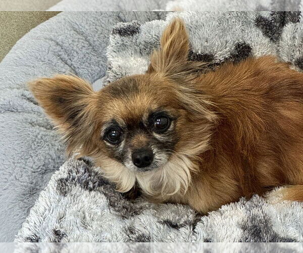 Medium Photo #1 Chihuahua Puppy For Sale in Petaluma, CA, USA