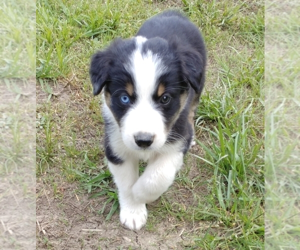 Medium Photo #2 Australian Shepherd Puppy For Sale in ALLEN JAY, NC, USA
