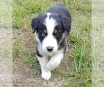 Small Photo #2 Australian Shepherd Puppy For Sale in ALLEN JAY, NC, USA