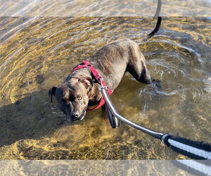 Mutt Dogs for adoption in Clarkston, MI, USA
