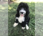 Small #28 Bernedoodle