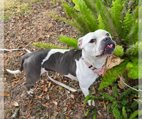 Medium Photo #1 American Pit Bull Terrier Puppy For Sale in Ocala, FL, USA