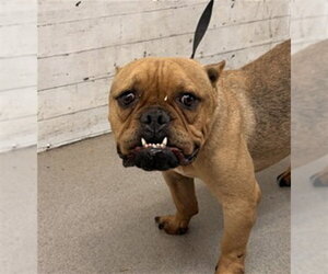 Bulldog-Unknown Mix Dogs for adoption in San Bernardino, CA, USA