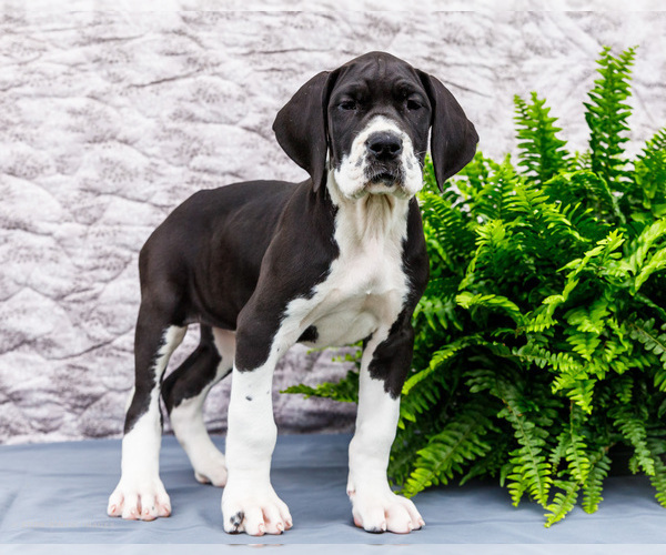 Medium Photo #19 Great Dane Puppy For Sale in WAKARUSA, IN, USA