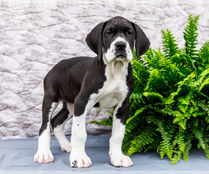 Medium Great Dane