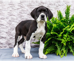 Puppy 3 Great Dane