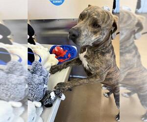 Medium American Pit Bull Terrier