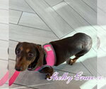 Small #3 Dachshund