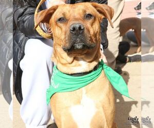 Retriever -Unknown Mix Dogs for adoption in Washington, DC, USA